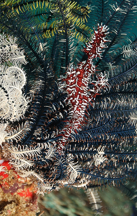 Sipadan_2015_Poisson fantome arlequin_Solenostomus paradoxus_IMG_2435_rc.jpg